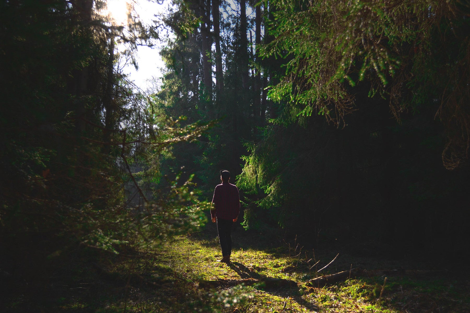 WASHED FOREST